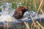 schwimmender Labrador Retriever