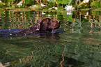 schwimmender Labrador Retriever