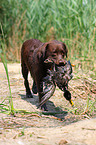 Labrador Retriever apportiert Ente