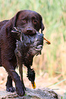 Labrador Retriever apportiert Ente