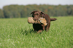 apportierender Labrador Retriever