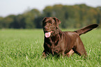 Labrador Retriever