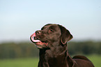 Labrador Retriever Portrait