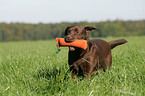 apportierender Labrador Retriever