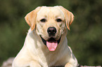 Labrador Retriever Portrait