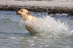 badender Labrador Retriever