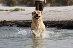 badender Labrador Retriever