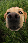 Labrador Retriever Portrait