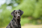 Labrador Retriever Portrait