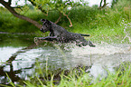 badender Labrador Retriever