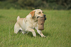 apportierender Labrador Retriever