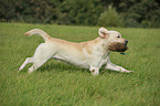 apportierender Labrador Retriever