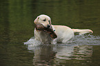 apportierender Labrador Retriever