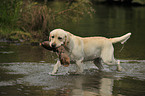 apportierender Labrador Retriever