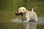 apportierender Labrador Retriever