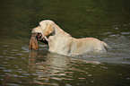 apportierender Labrador Retriever