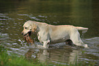 apportierender Labrador Retriever