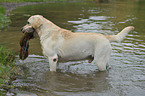 apportierender Labrador Retriever