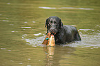 apportierender Labrador Retriever