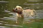 apportierender Labrador Retriever