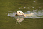 apportierender Labrador Retriever