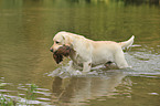 apportierender Labrador Retriever