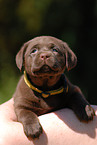 Labrador Retriever Welpe