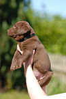 Labrador Retriever Welpe