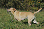 spielender Labrador Retriever