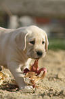 Labrador Retriever Welpe