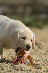 Labrador Retriever Welpe