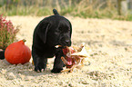 Labrador Retriever Welpe