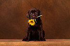 Labrador Retriever Welpe