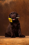 Labrador Retriever Welpe