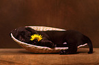 Labrador Retriever Welpe