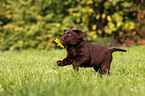 Labrador Retriever Welpe