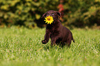 Labrador Retriever Welpe