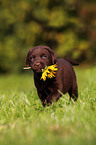 Labrador Retriever Welpe