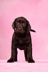 Labrador Retriever Welpe