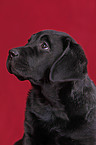 Labrador Retriever Welpe