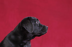 Labrador Retriever Welpe