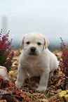 Labrador Retriever Welpe