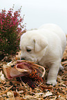 Labrador Retriever Welpe