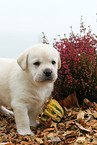 Labrador Retriever Welpe