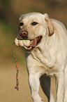 spielender Labrador Retriever