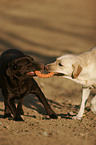 spielende Labrador Retriever