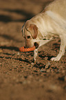 spielender Labrador Retriever