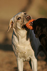 spielende Labrador Retriever