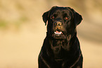 Labrador Retriever Portrait