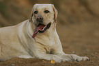 Labrador Retriever